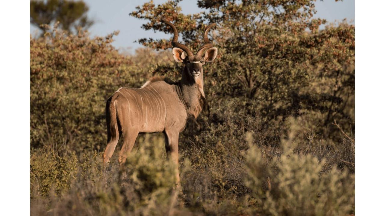 Sandune Game Lodge Gobabis Luaran gambar