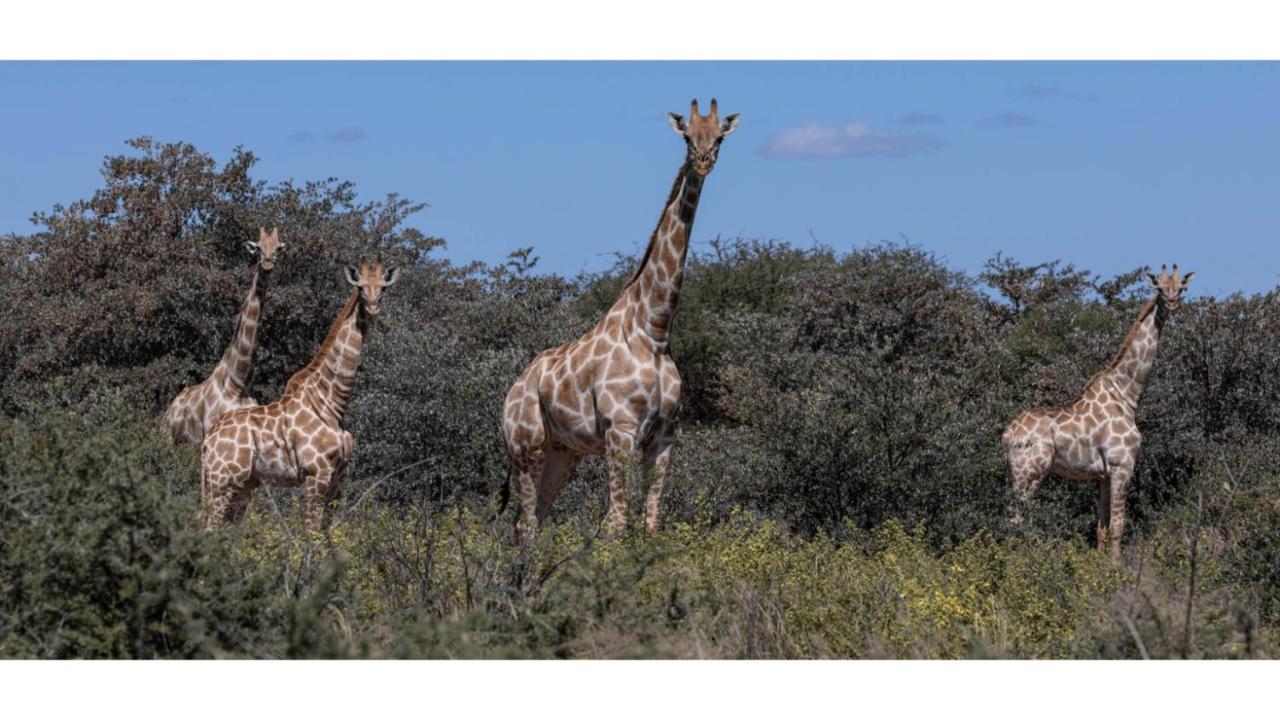 Sandune Game Lodge Gobabis Luaran gambar